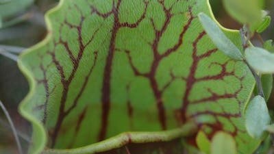 Eine Welt für sich: Das Innere einer Schlauchblattpflanze