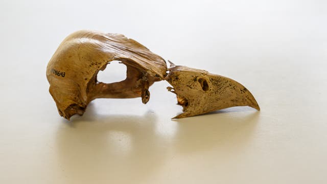 Schädel des ausgestorbenen Geierfalken Caracara creightoni