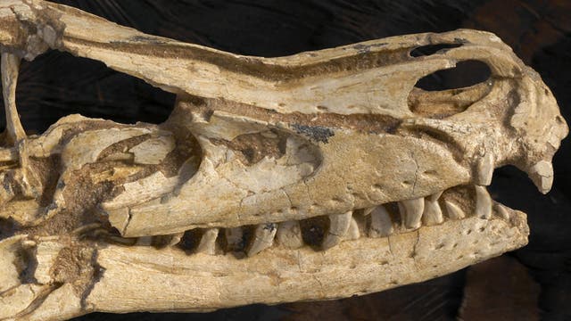<i>Velociraptor mongoliensis</i>