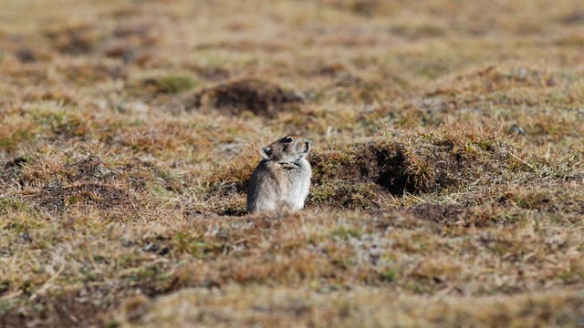 Ein kleines Tier sitzt auf niedrigem braunem Gras und guckt wachsam.
