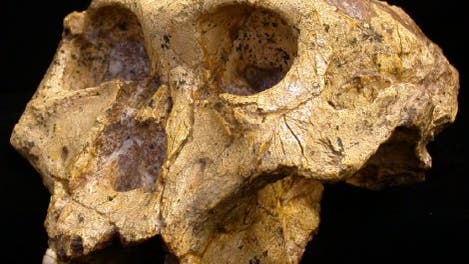 Fossiler Schädel eines Paranthropus