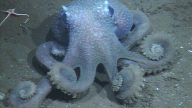 Ein sehr verwarzter Tiefsee-Oktopus.