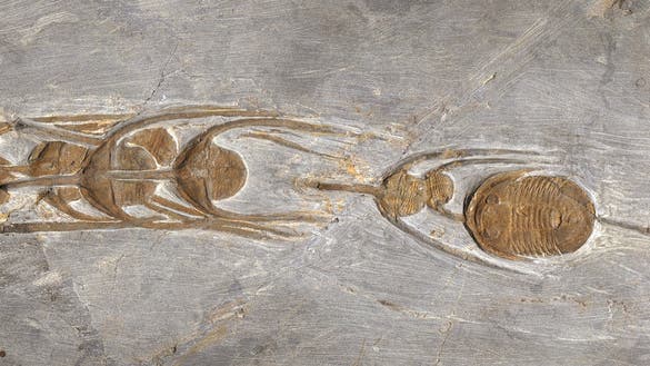 Trilobiten in Reih und Glied, als sie vor 480 Millionen Jahren von Meeressedimenten überdeckt wurden.