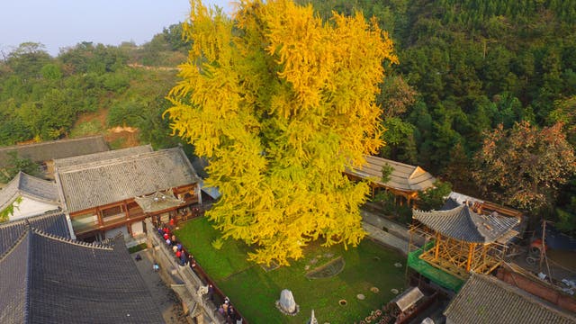 Ein großer, goldgelber Ginkgobaum steht im Zentrum eines traditionellen chinesischen Tempelhofs, umgeben von historischen Gebäuden mit grauen Ziegeldächern. Besucher sind entlang eines Weges zu sehen, der den Baum umgibt. Im Hintergrund erstreckt sich ein bewaldeter Hügel. Die Szene vermittelt eine ruhige, herbstliche Atmosphäre.