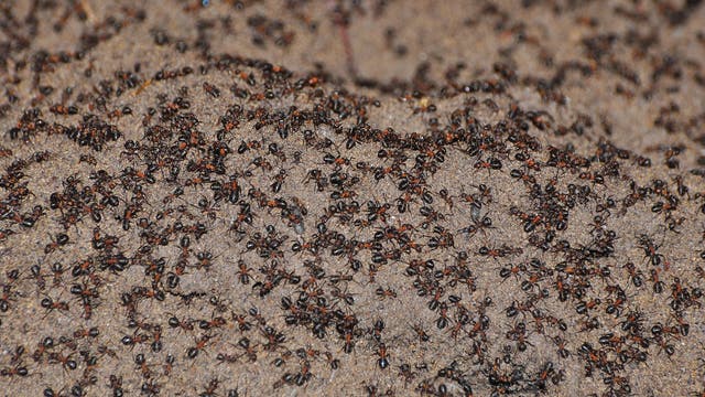 In die Bunkerfalle geratene Ameisen
