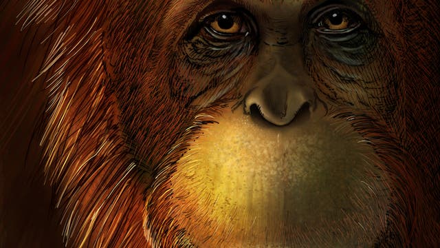 Zeichnerische Rekonstruktion von Gigantopithecus blacki