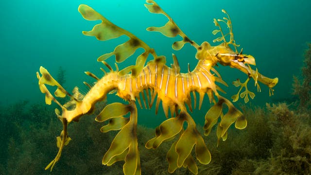 Ein gelb-grüner Fetzenfisch mit blattähnlichen Anhängen schwimmt in klarem, blaugrünem Wasser. Die Umgebung ist mit Algen bewachsen, die im Hintergrund sichtbar sind. Der Fisch ist gut getarnt und ähnelt den umgebenden Pflanzen.