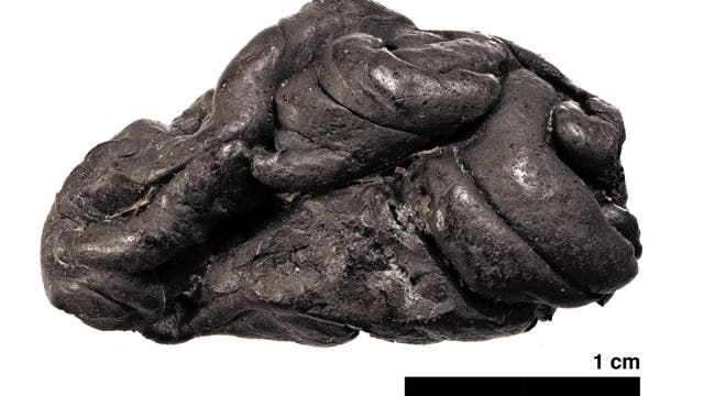Steinzeit-Kaugummi aus Birkenpech