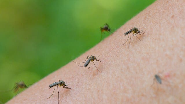 Zahlreiche kleine Stechmücken sitzen auf einem nackten Arm und saugen Blut. Der Hintergrund ist verschwommen grün