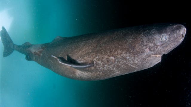 Ein Grönlandhai (Somniosus microcephalus) schwimmt unter Eis.