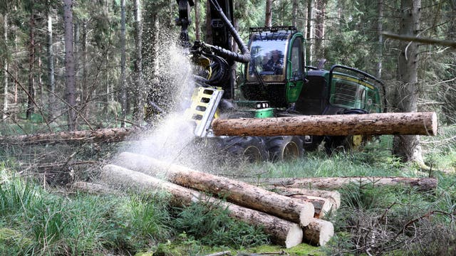 Holzvollernter (Harvester) bei der Arbeit