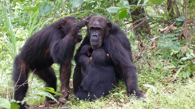 Schimpansen im Gombe National Park: Gaia mit ihrer Mutter Gremlin
