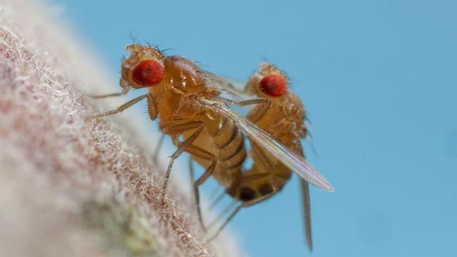 Taufliegen bei der Paarung