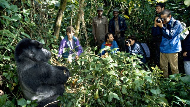 Menschen stehen im Bergregenwald vor einem Berggorilla-Silberrücken und fotografieren ihn.