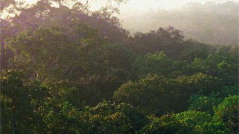 Intakter Regenwald bei Manaus