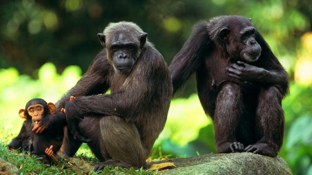 Schimpansen (Symbolbild)