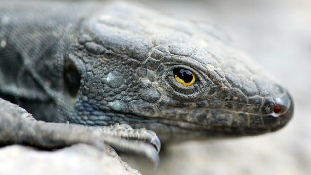 Nahaufnahme eines Reptilienkopfes mit detaillierter Schuppenstruktur. Das Auge ist gelb mit einer schwarzen Pupille. Die Umgebung ist unscharf, was den Fokus auf das Reptil lenkt.