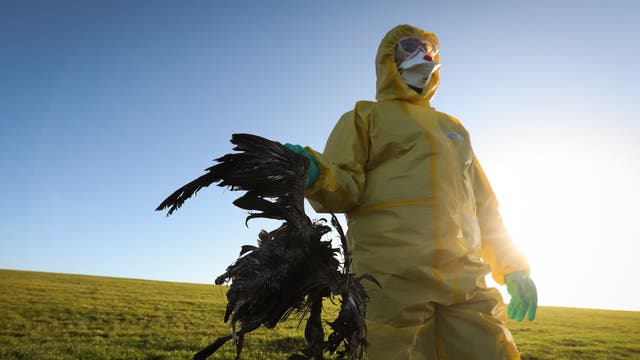 Auch im deutschen Wattenmeer hat die Vogelgrippe schon zugeschlagen