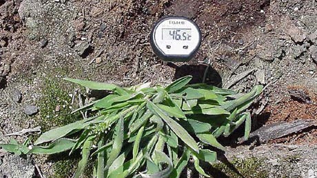 Hitzeresistentes Süßgrass <i>Dichanthelium lanuginosum</i>