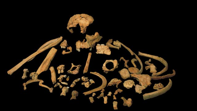 Überreste von Homo antecessor