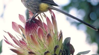 Kaphonigfresser auf einer Protea-Pflanze in Südafrika