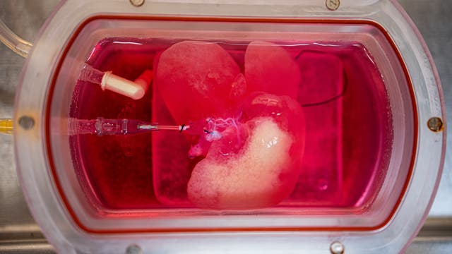 Künstliche Mini-Leber aus menschlichen Zellen in einem Bioreaktor