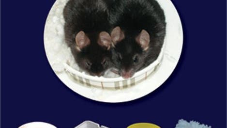 Mäuse vor Nestalternativen
