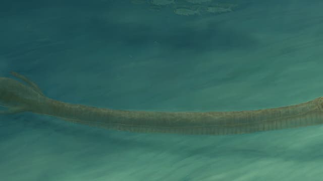 Rekonstruktion des Fossils von Tanystropheus  hydroides 