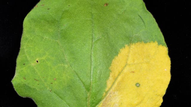 An der gelben Stelle haben die Forscher die Chloroplasten zu Chromoplasten umgewandelt