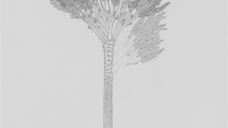 Baum des Devon: <i>Wattieza</i> auf <i>Eospermatopteris</i>