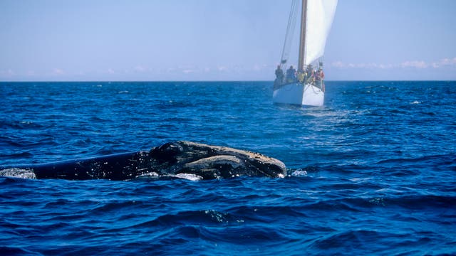 Ein Wal taucht teilweise aus dem Wasser auf, während im Hintergrund ein Segelboot mit mehreren Personen an Bord zu sehen ist. Der Himmel ist klar und das Meer ruhig. Die Szene vermittelt ein Gefühl von Freiheit und Naturverbundenheit.