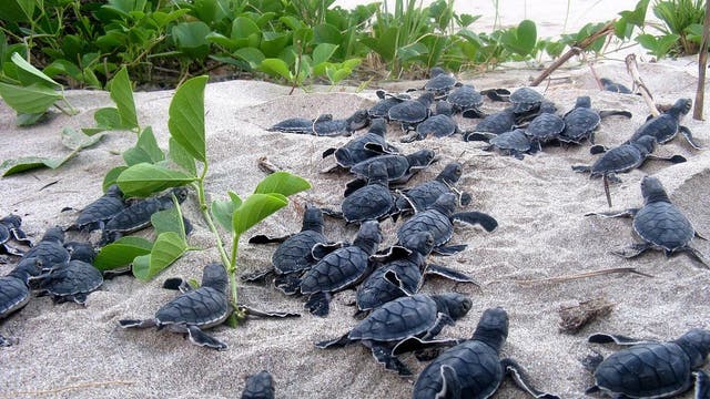 Junge Schildkröten eilen ins Meer