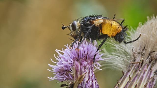 Eine schwarze-orange Igelfliege...