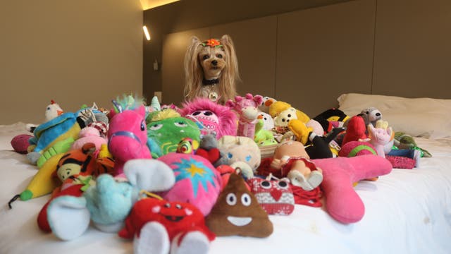 Yorkshire Terrier Vicky Nina zwischen ihren Spielzeugen