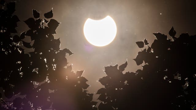 Eine partielle Sonnenfinsternis zeichnet such ab hinter einem Baum in Berlin