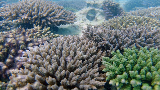 Grüne Korallen trotzen der Bleiche