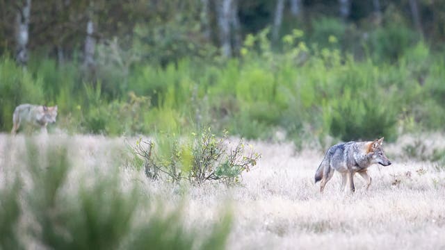 Wolf in der Döberitzer Heide