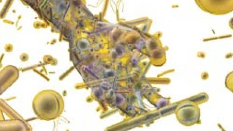 Im menschlichen Körper leben unzählige Mikroben