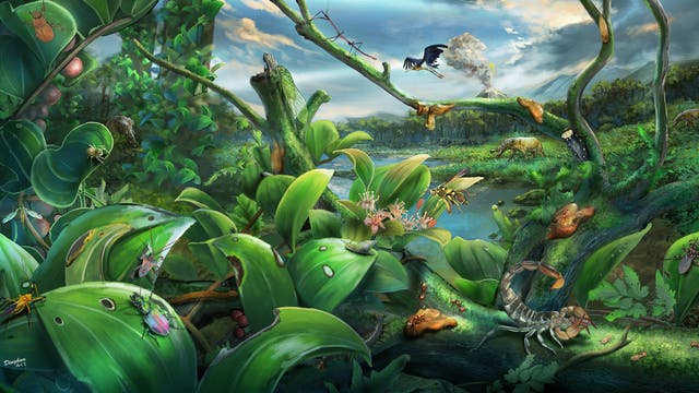 Illustration eines Regenwalds im Miozän