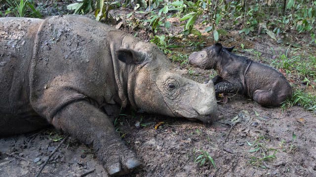 Sumatra-Nashorn: Mutter mit Kalb