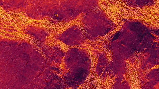 Schollen umgeben von tektonischen Strukturen (hier gelb) in der Kruste der Venus.