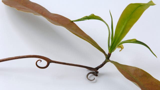 Ein Trieb einer Hakenblattpflanze mit Haken zum Klettern