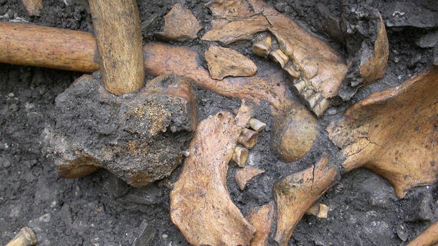 Menschliche Kieferteile vom mesolithischen Fundplatz Vlasac in Serbien aus der Zeit von 6750 bis 6450 v. Chr.