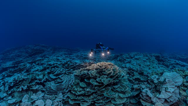 Korallenriff vor Tahiti