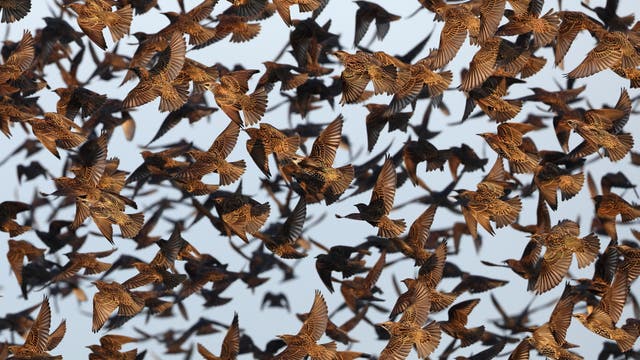 Zahlreiche Stare fliegen im Schwarm am hellen Himmel. Die Vögel wirken überwiegend braun mit dunklem Punktemuster. Details sind kaum zu erkennen.