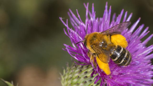 Eine Dunkelfransige Hosenbiene sitzt auf der Blüte einer violetten Distel. An den Hinterbeinen der Biene hat sich dick gelber Pollen angesammelt. Die Biene besitzt einen braunen Vorder- und einen dunkelbraun-weiß gestreiften Hinterkörper. Der Hintergrund des Bildes ist verschwommen