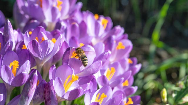 Blühende Krokusse bekommen Bienenbesuch