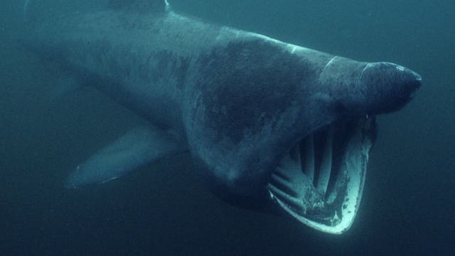 Riesenhai (<i>Cetorhinus maximus</i>)