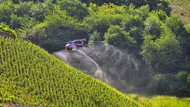 Ein roter Hubschrauber sprüht Flüssigkeit über einen steilen Weinberg, umgeben von dichtem, grünem Wald. Die Aktion findet an einem sonnigen Tag statt, was auf landwirtschaftliche Pflege und Pflanzenschutzmaßnahmen hinweist.