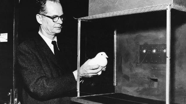 Psychologe B. F. Skinner (1904–1990) verfrachtet eine Versuchstaube in eine Skinner-Box, eine reizarme experimentelle Umgebung.